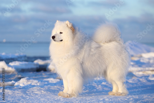 White dog samoyed on the winter beach in the snow