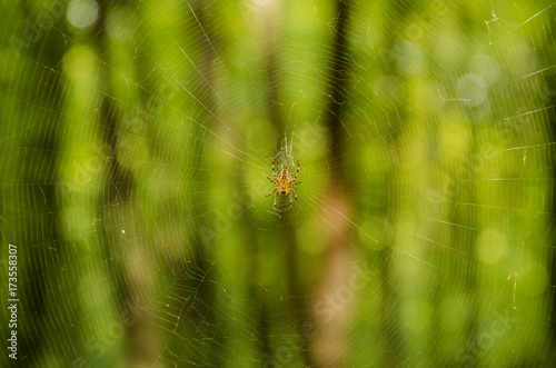 spider on a web in the forest