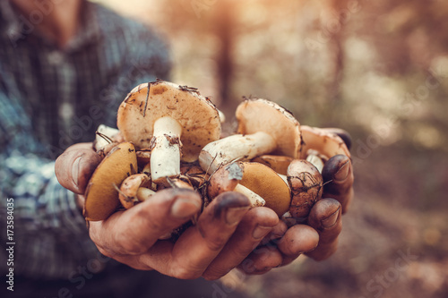 Man holds an handful of oily mushrooms