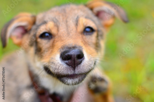 Portrait of a smiling dog. Funny smiling dog face close-up. Happy dog