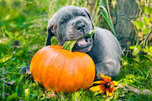 Great Dane dog and pumpkin