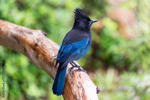 Steller's jay (Cyanocitta stelleri) in Ucluelet, British Columbia, Canada