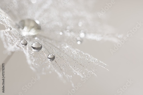 Macro of dandelion with silver drops of dew. Selective focus