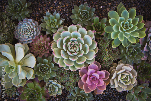 Echeveria garden