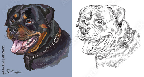 Rottweiler. colorful and monochrome hand drawing vector portrait