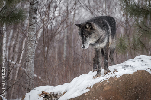 Black Phase Grey Wolf (Canis lupus) Eyes Closed Atop Rock