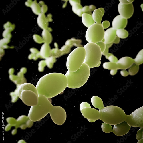 3d rendered medically accurate illustration of candida albicans