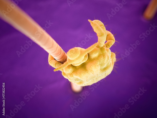 3d rendered medically accurate illustration of a pubic louse