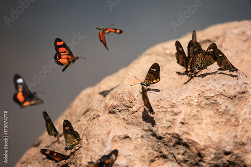 Butterfly - Bigodi Wetlands - Uganda, Africa