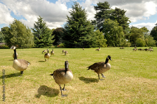 Gansos del Canadá (Branta canadensis) en Kew Gardens, Londres