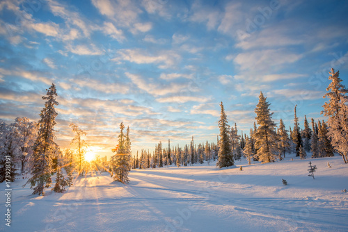 Snowy landscape at sunset, frozen trees in winter in Saariselka, Lapland, Finland. Christmas and holidays background
