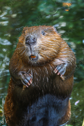 A close up portrait view of a beaver standing and smelling the air