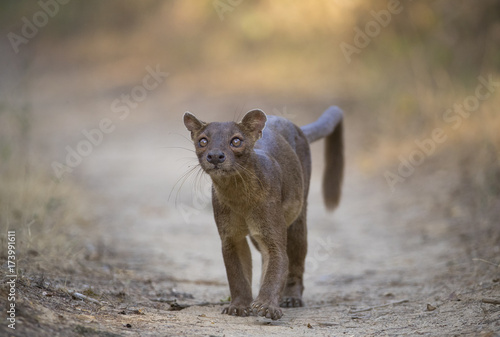 Fossa auf Beutefang