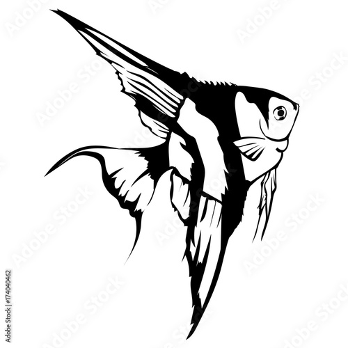 stylized monochrome image оf fish angelfish pterophyllum isolated on white background