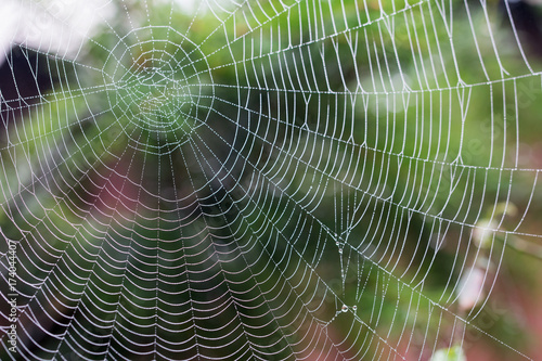 Beautiful pattern of spider's web with dewdrops on green background