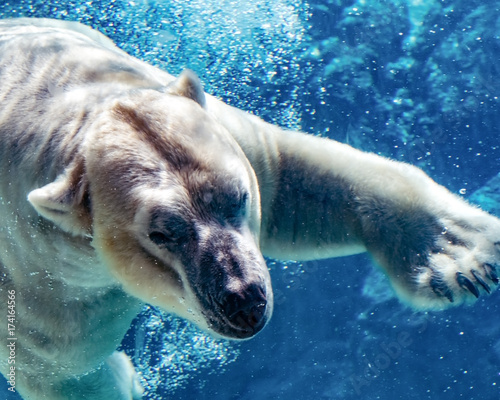 Polar bear underwater