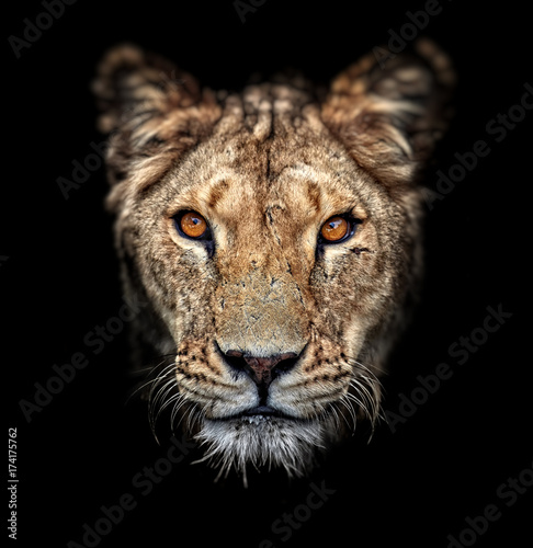 Portrait of a lioness on black background. Lovely Lioness. Close-up African lioness (Panthera leo)