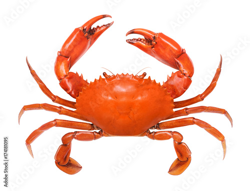 Crab isolated on white background.