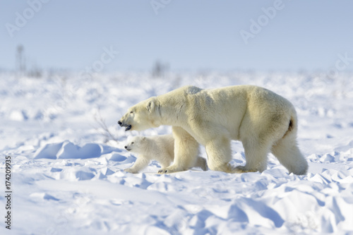 Polar bear mother (Ursus maritimus) with new born cub walking on tundra, Wapusk National Park, Manitoba, Canada