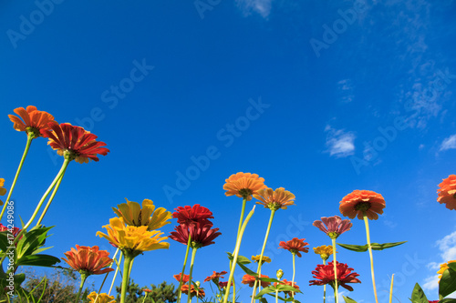 gerbera flower and clear sky, autumn all around, blue sky 