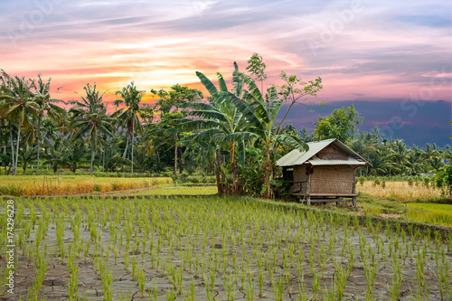 Rice fields on Lombok in Indonesia at sunset