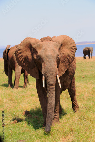 Portrait of a Bull Elephant on the shoreline of Lake Kariba, with a herd of elephants in the background, Zimbabwe