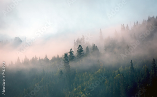 poranna mgła w górskim lesie