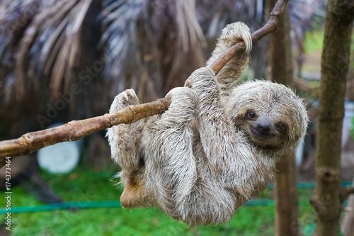 Baby Sloth in Tree in Costa Rica