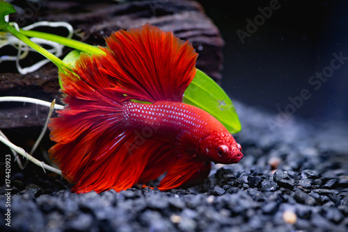 Red Siamese fighting fish in a fish tank