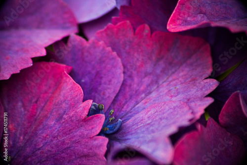 Fleurs mauve