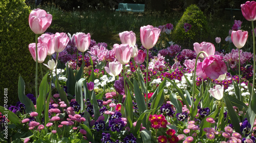 massif de tulipes