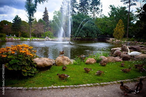 Łabędź, kaczki i fontanna - atrakcja turystyczna w Parku Zdrojowym, Ciechocinek, Polska 