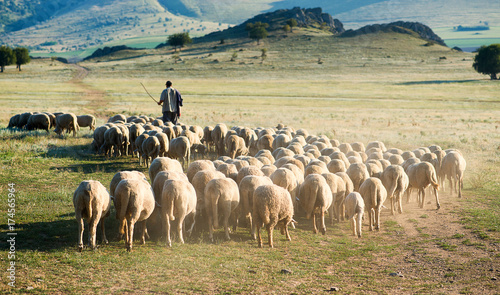 Shepherd and herd of sheep