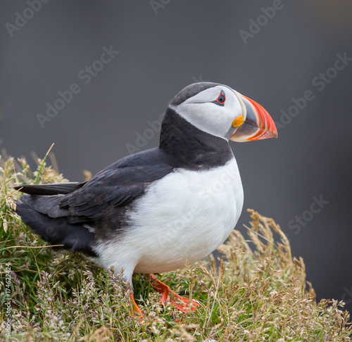 Atlantic Puffin - 1839