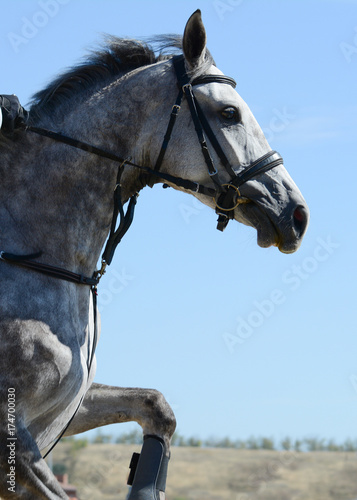 Portrait of a gray sport horse jumping through hurdle on blue sky background