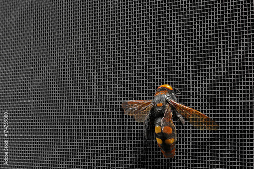 Wasp on mosquito net against dark background