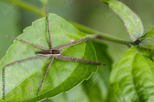Image of Four-spotted Nursery Web Spider (Dolomedes triton) on a green leaf. Insect Animal
