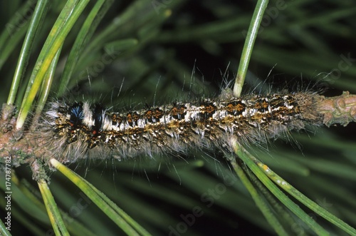 Pine-tree Lappet Moth (Dendrolimus pini), caterpillar feeding on a pine tree