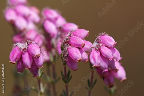 Flowering Cross-Leaved Heath (Erica tetralix)