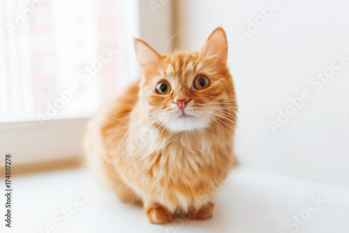 Cute ginger cat siting on window sill and waiting for something. Fluffy pet looks curious.