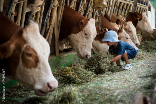 Un bambino con cappellino si occupa delle vacche giocando con loro e portandogli il fieno nelle mangiatoie