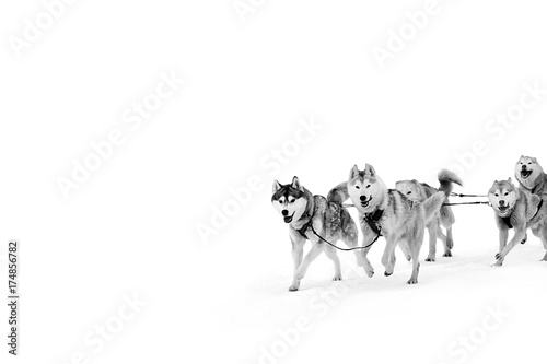 Sled dogs in harness. Northern huskies - hardy and strong. Team Husky sled in the winter.