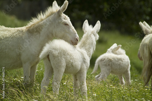 Asinelli bianchi dell'Asinara. (Equus asinus). Sardegna. Italia