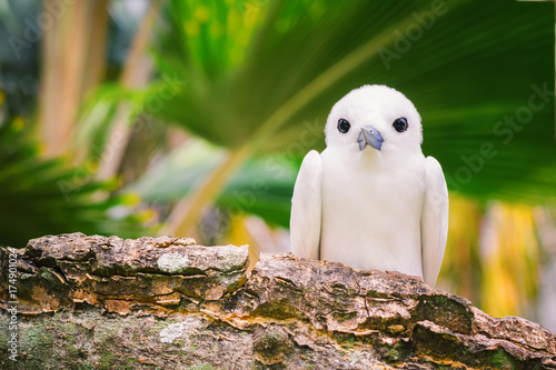 The Fairy Tern Bird (or holy ghost bird - species Sterna nereis), common Bird in Seychelles