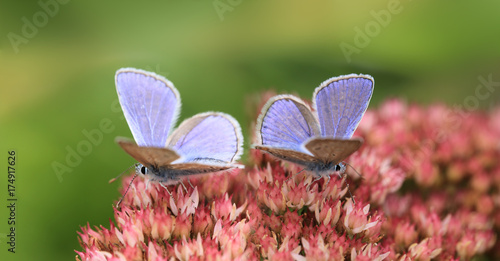 Blue moths on a pink flower