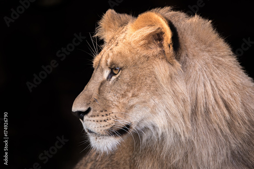 Young lion in profile