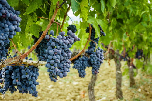 Ripe grapes in fall. autumn harvest.