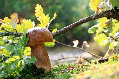 Royal boletus mushroom under oak leaf