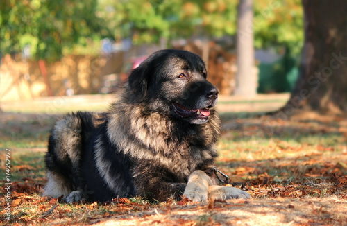 Šarplaninac dog