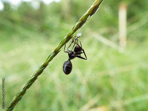 蜘蛛の巣に絡まった蟻 reel
